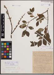 Salix bicolor Ehrh. ex Willd.